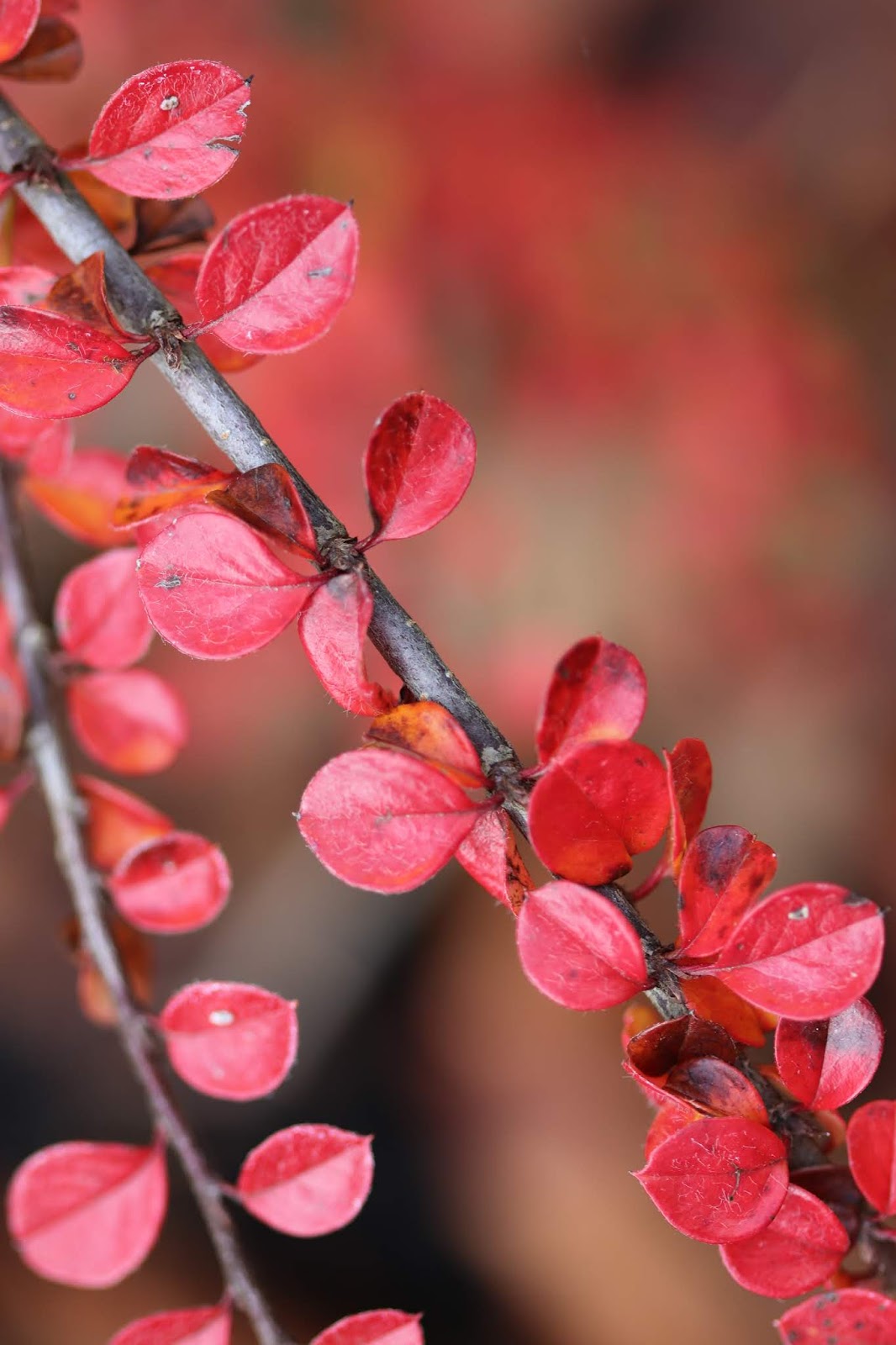 Plant Blog Natalia Kaminska Cotoneaster Horizontalis