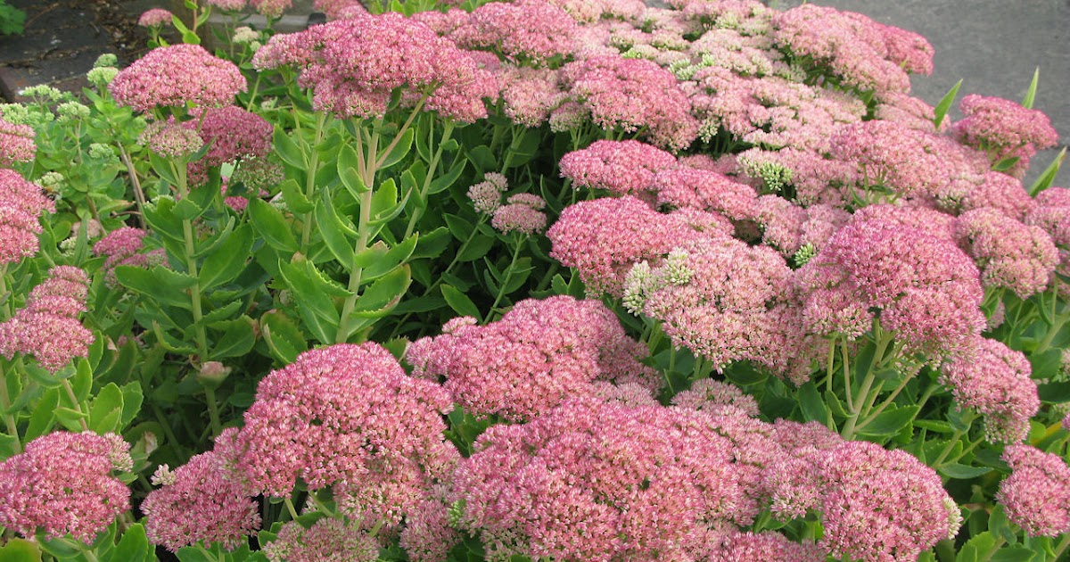 HOW TO GROW SEDUM SPECTABILE 'AUTUMN JOY' The Garden of Eaden