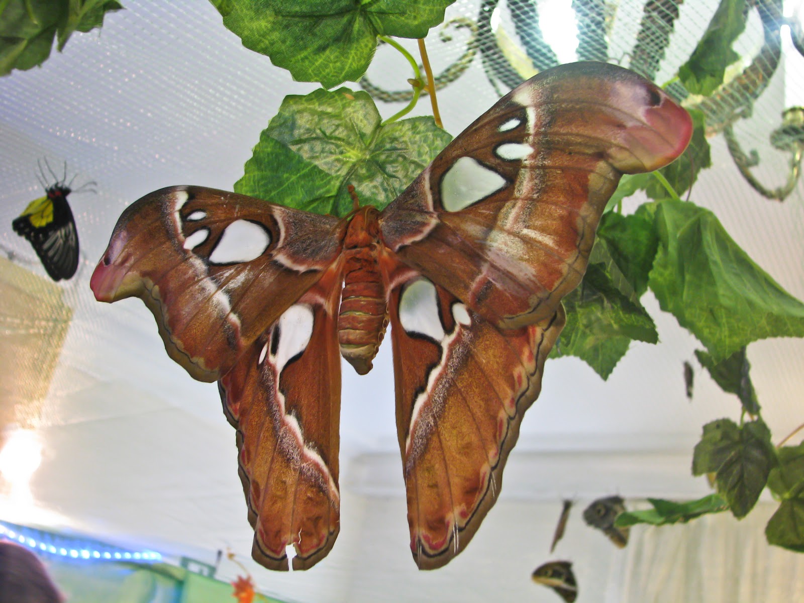 Эль рио выставка бабочек. Выставка тропических бабочек. Выставка живых тропических бабочек ВДНХ. Большие бабочки выставка. Дом бабочек на ВДНХ.