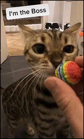 Cute Cat GIF • Playful kitty hit Level 12 at Level up Challenge! She is the winner! Cute Cat GIF • Playful kitty hit Level 12 at Level up Challenge! She is the winner!