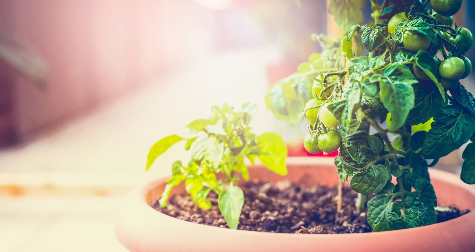 Top 10 Vegetables And Herbs To Grow At Home