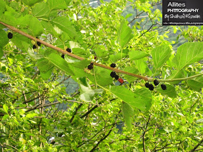 A sweet as honey, Mulberries in Kutton, Neelam Valley, Azad Kashmir, Pakistan, Photography by Shahzil Rizwan