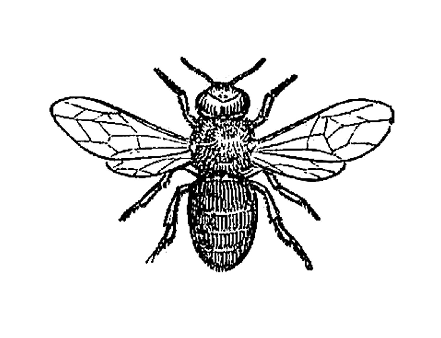 bee clipart black and white - photo #42