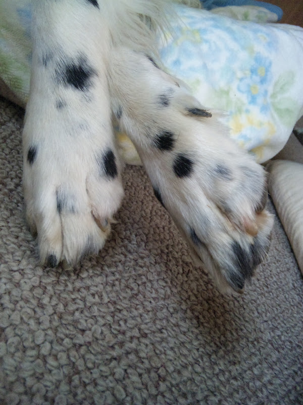 Picture of Gundog rescue Claire: Trimming doggie paws