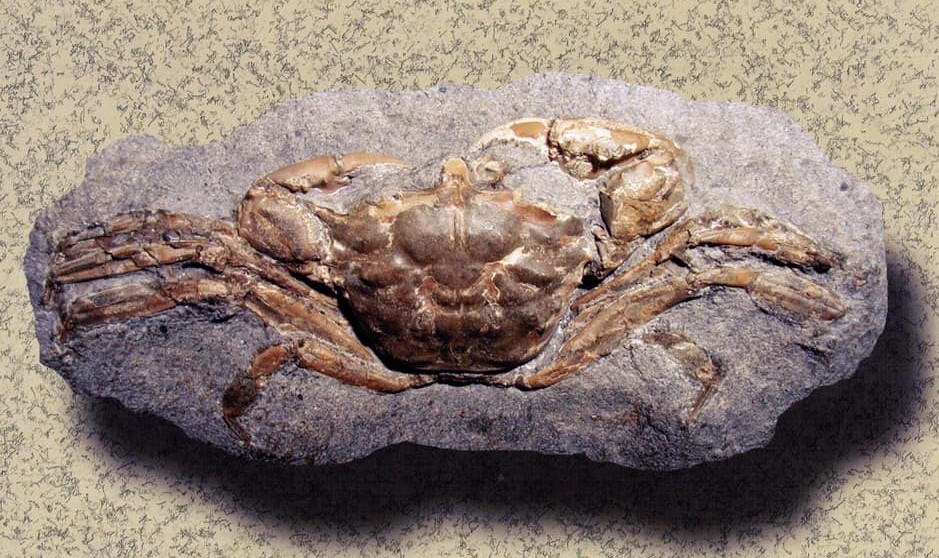 FOSSIL HUNTRESS SHELTER POINT FOSSIL CRAB SITE