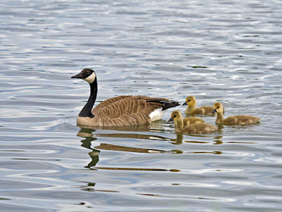 Photo of Canada Goose and 4 goslings swimming on a pond