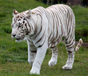 Harimau Makhluk Loreng Penguasa Rimba Asia Re Tawon