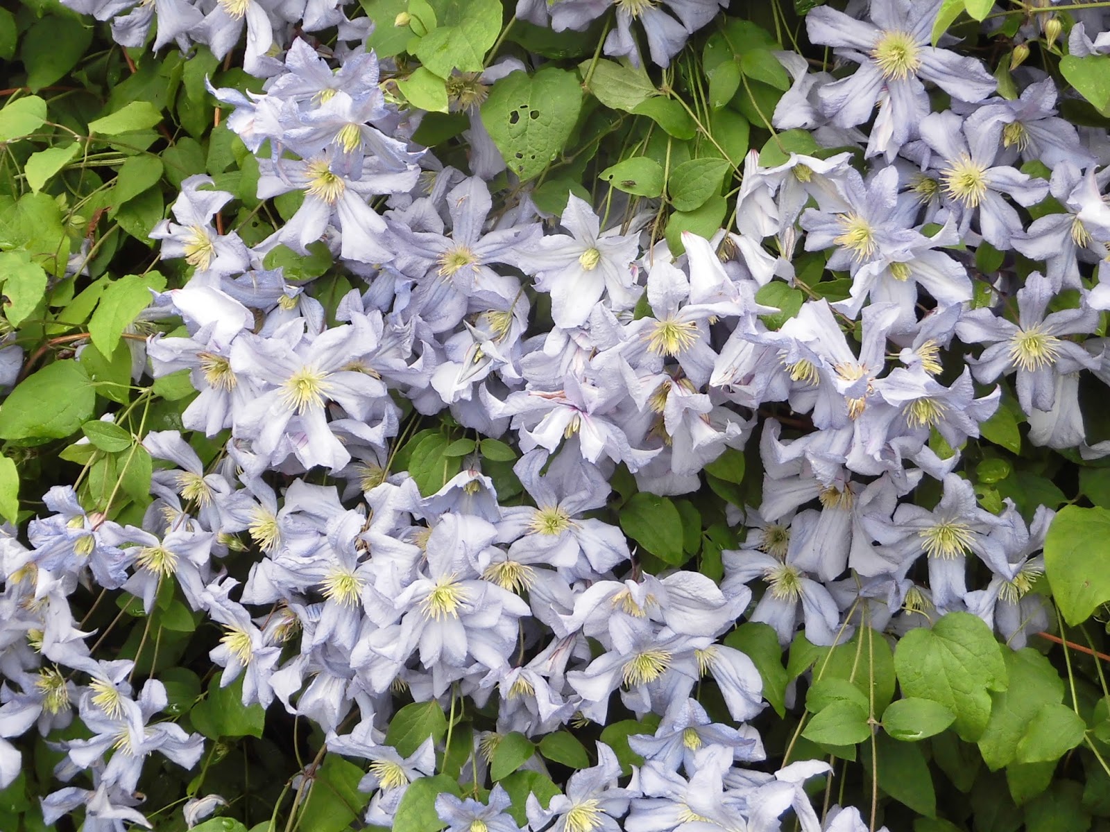 ６０歳で無職の優雅な日々 クレマチス プリンス チャールズ Clematis Prince Charles