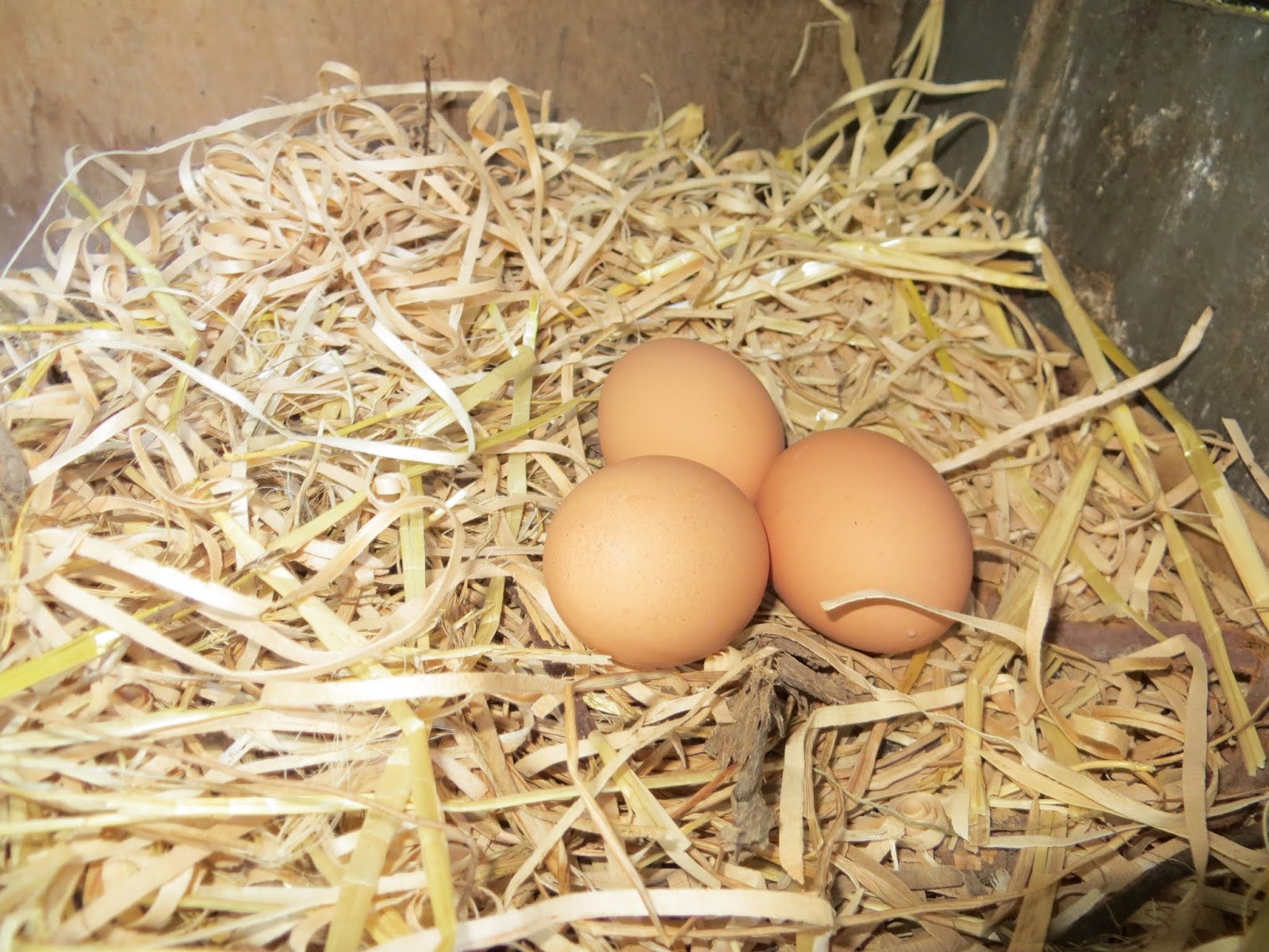 Keeping Chickens NZ Lead in backyard eggs Should we care?
