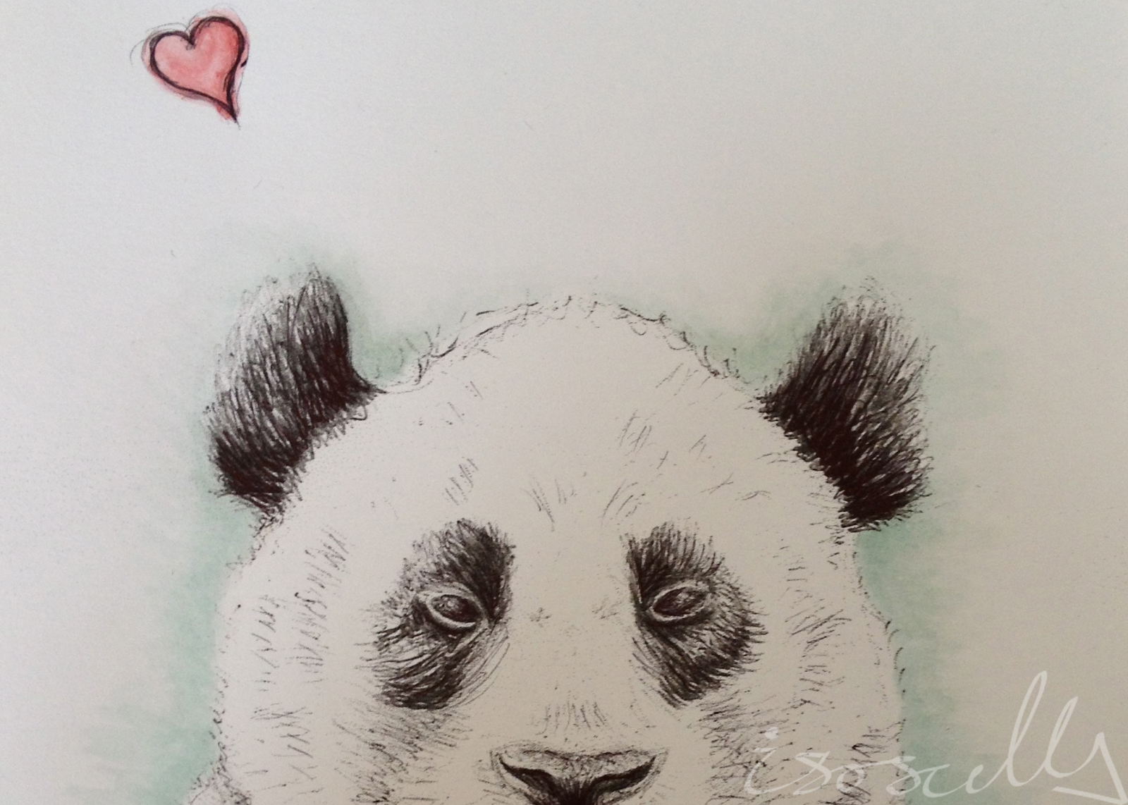 Panda biro sketch with watercolour painting