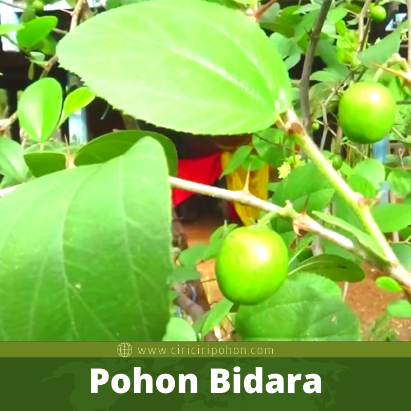 Bibit Pohon Bidara