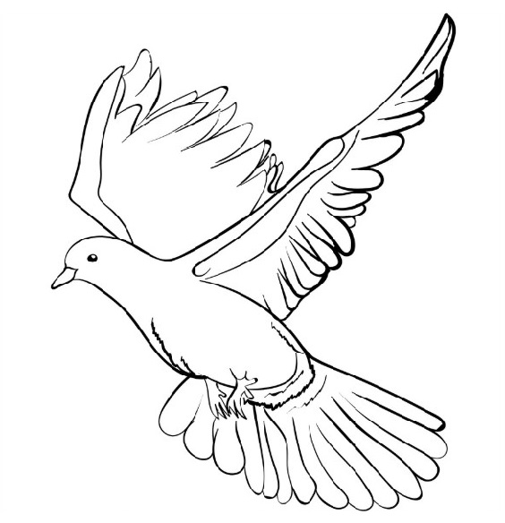 burung merpati kartun burung merpati kartun