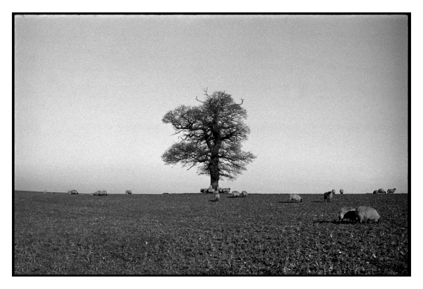 Scan11886.jpg