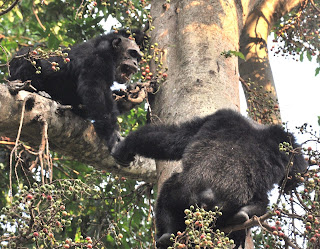 Tanzanya'daki Mahale Ulusal Parkı'nda bulunan erkek şempanzeler.