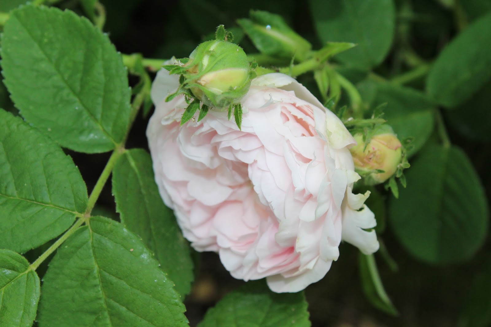 Promesse de roses Madame Zoetmans