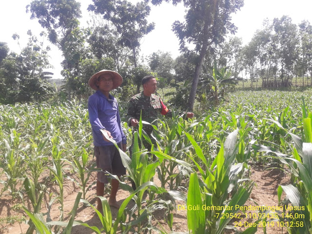 Antusias Petani Desa Gemantar Tanam Jagung P21