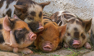 Interesting Facts about Pig in Hindi-सूअर के बारे में रोचक तथ्य।