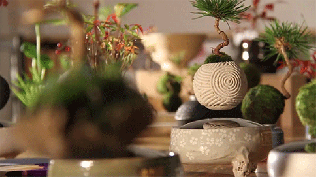Air Bonsai بونساي الهواء