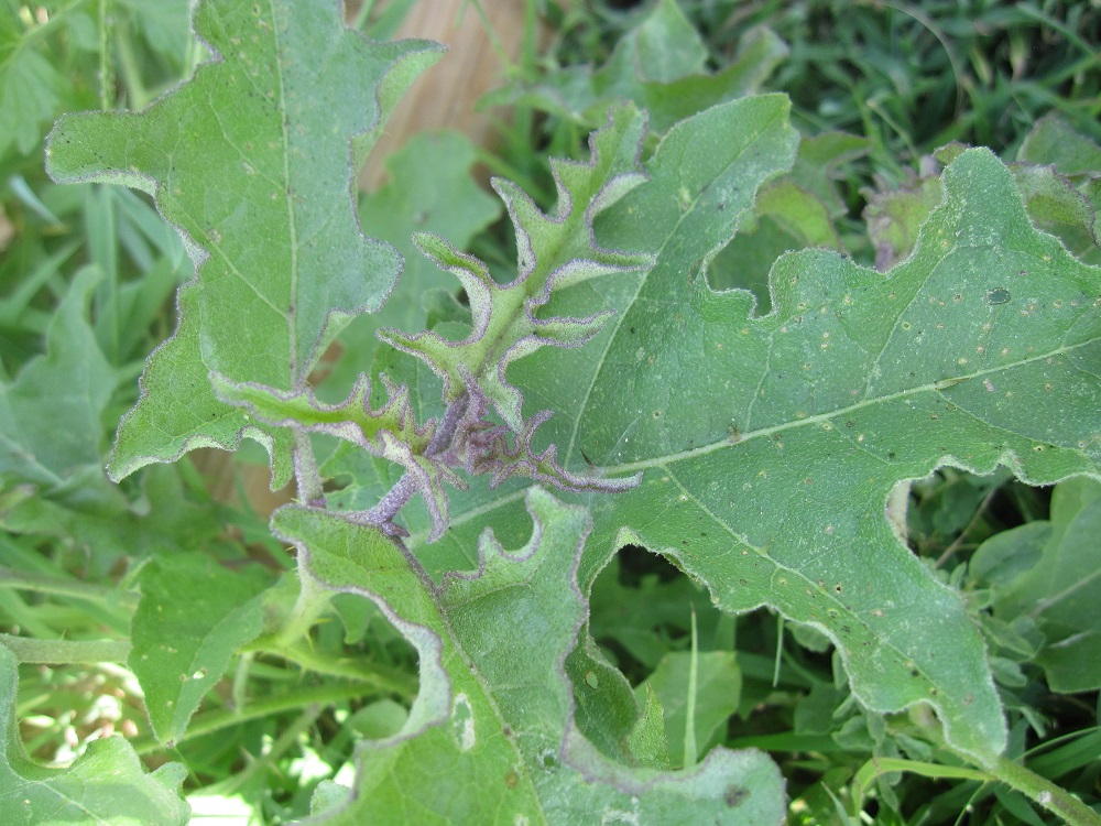 Texoma Gardening Horse Nettle A Thorn FIlled Weed in the Texas Tradition