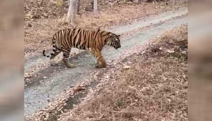 radio-collared tiger in India, tiger population, wildlife sanctuary, Yavatmal district in Maharashtra, in Dhyanganga sanctuary, Buldhana, GPS data  generated, Maharashtra and Telangana, jungle in Vidharbha,