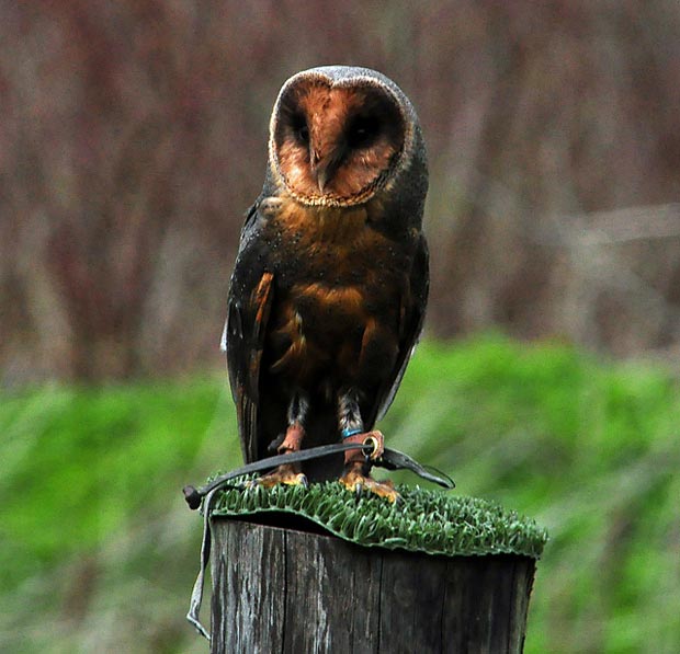 صور حيوانات Melanistic-barn-owl