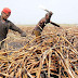 Producción de caña de azúcar será de 6 millones de toneladas este 2013