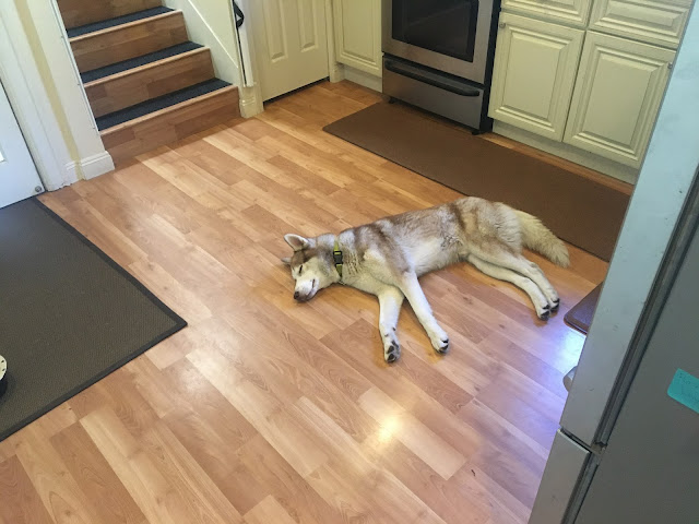 husky laying in the middle of a floor