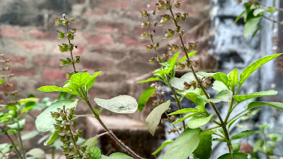benefits of tulsi in hindi me, तुलसी के फायदे