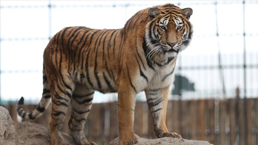 BENGAL TIGER CHARACTERISTICS