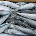 Hoan hô: Công bố có chất tẩy rửa cực độc trong cá biển