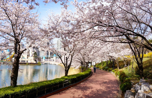 Seokchon Lake Cherry Blossom Festival (Seoul)