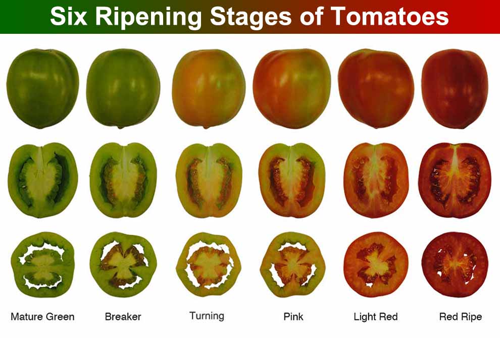 Tomato Ripening Color Chart