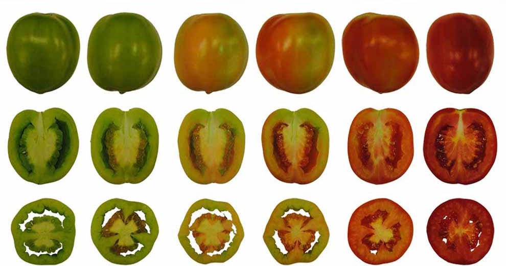 LoriBees Garden: Part 2: When To Pick Those Tomatoes