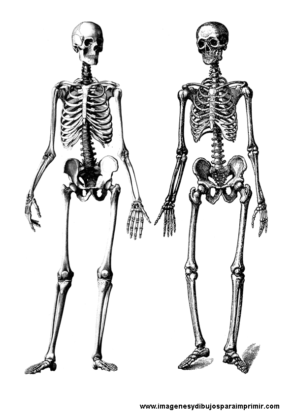 Esqueletos para imprimir-Colorear dibujos,letras, Actividades infantiles