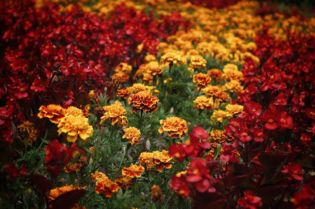 Yellow and red Marigold Flower