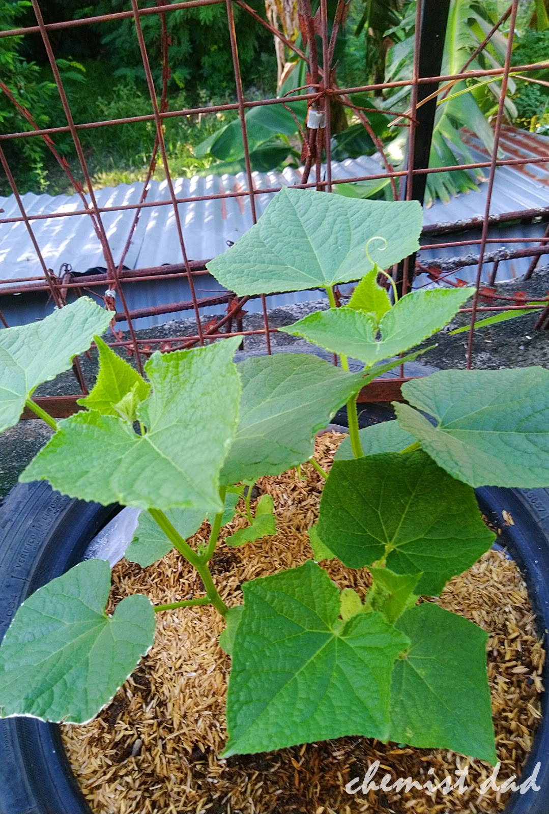 Urban Gardening How To Grow Cucumbers