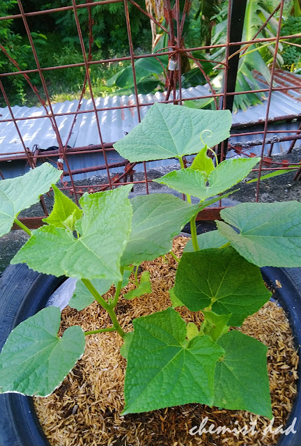 cucumber, how to grow cucumber, tips on urban gardening, urban gardening, urban planting, 