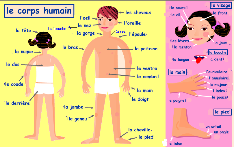 Resultado de imagem para le corps humain et le visage
