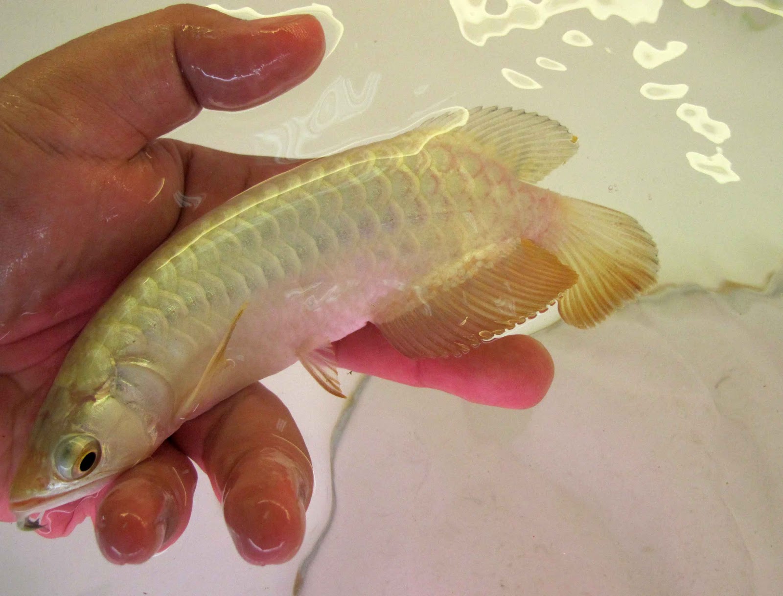AROWANA HOUSE 24K F2 Cross Back Arowana jpg (1600x1218)