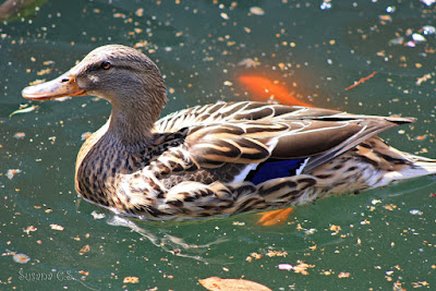 Real Jardín Botánico - Madrid Real Jardín Botánico - Madrid