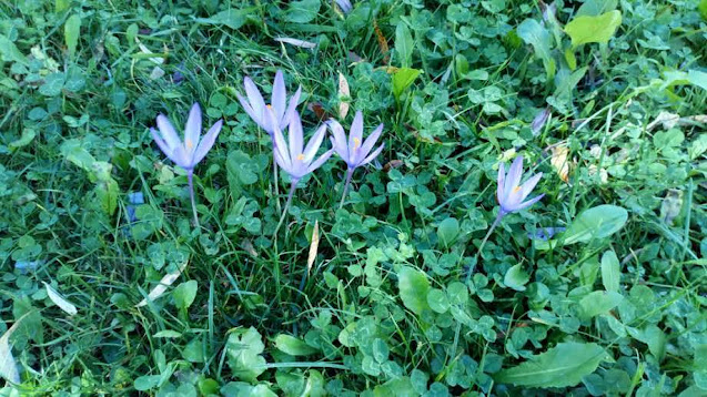 Crocus (Crocus vernus Hill (L.). Hill.).