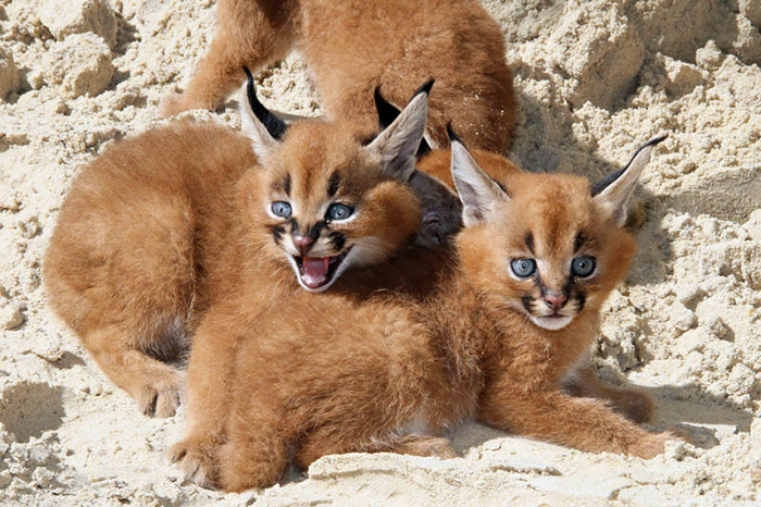 Beautiful Pictures Of Baby Caracals, One Of The Most Gorgeous Cat Species Ever