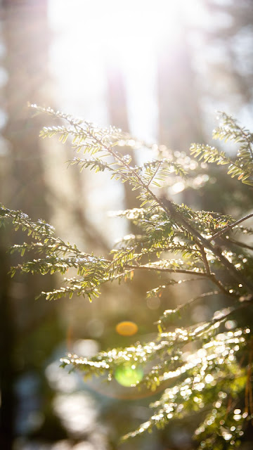 Sunligh, Branchs, Leaves, Macro wallpaper Sunligh, Branchs, Leaves, Macro wallpaper