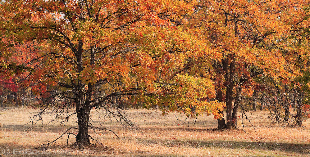 Glenwood Washington THE GARRY OAK TREES OF CAMAS PRAIRIE