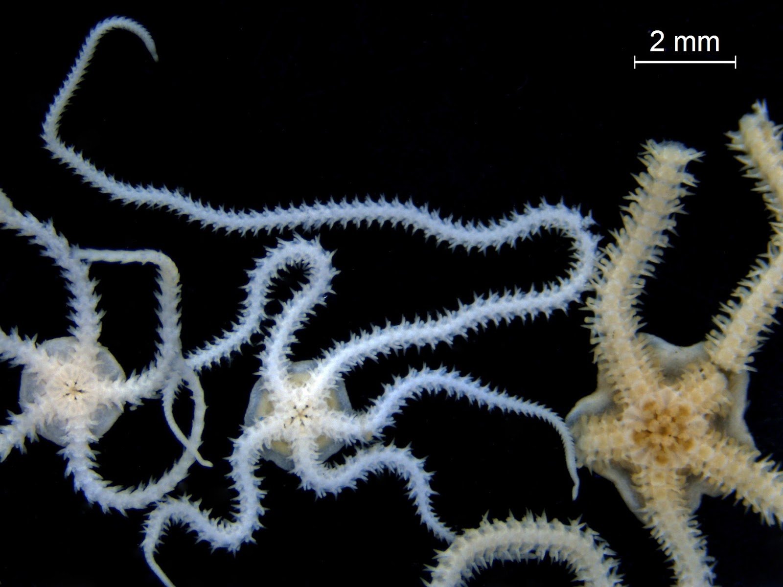 Washington Department of Ecology Eyes Under Puget Sound Critter of