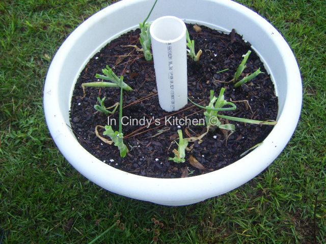 In Cindy's Kitchen: Green Onions: Growing and Freezing How To