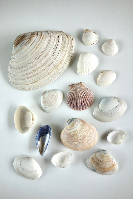 shells, beach souvenirs,Spring Lake, New Jersey, Jersey shore, beach, Atlantic Ocean, waves, sand, vacation, blah to TADA