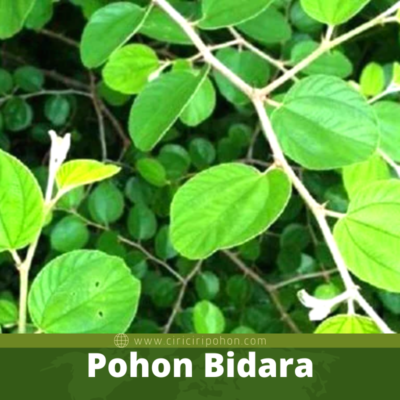 Pohon Bidara