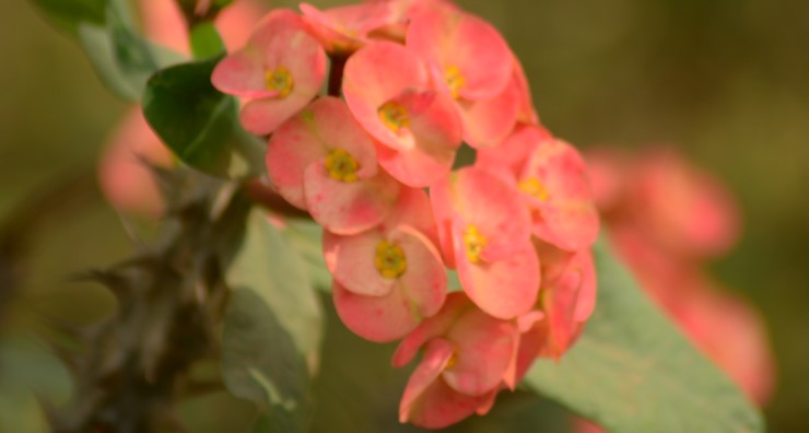 Christ thorn, also known as Christ plant