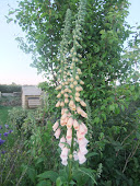 Aprict Foxglove